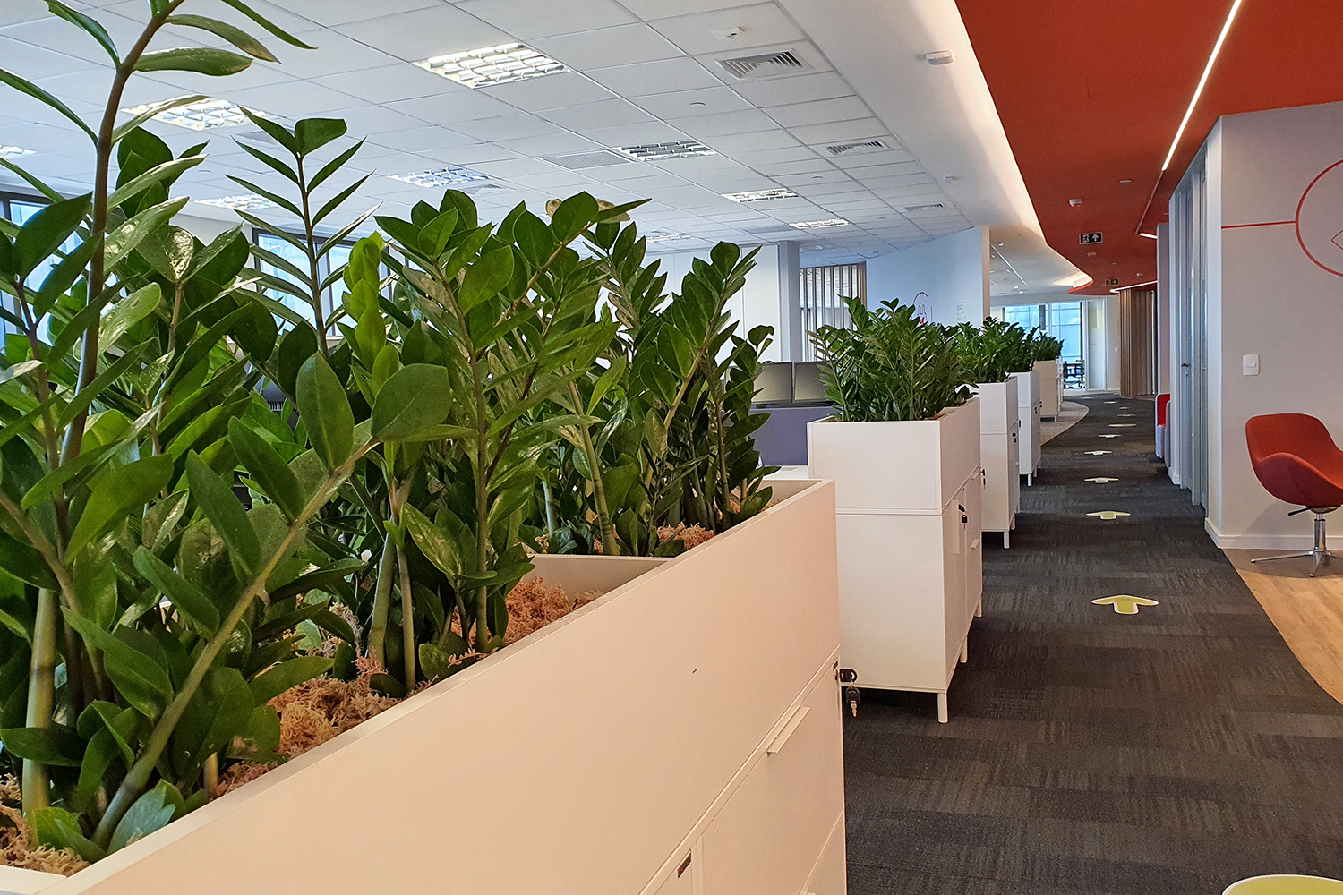 Plantas em Nichos