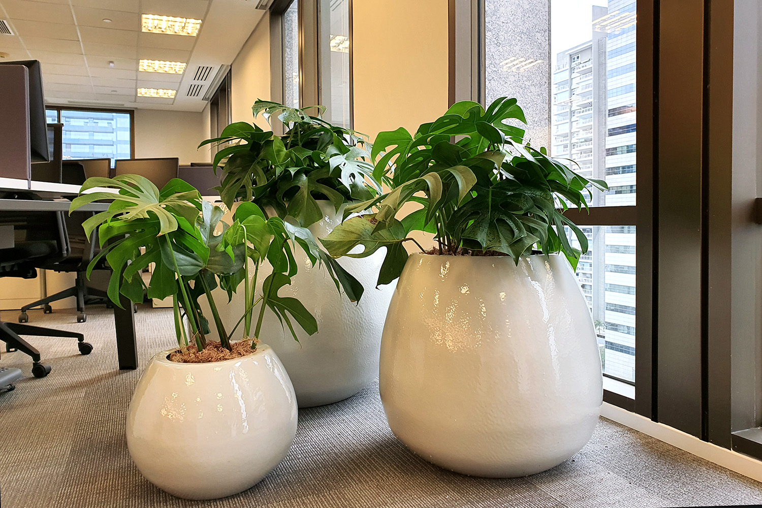 Conjunto Vasos Monstera